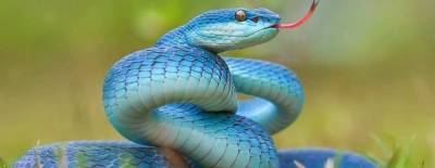 Ученые выявили новый способ передвижения змей