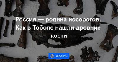 Россия — родина носорогов. Как в Тоболе нашли древние кости