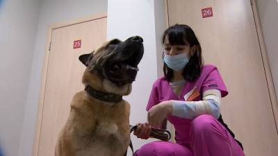 Челябинский ветеринар спас от усыпления брошенного пса.