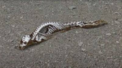 В Антарктиде нашли скелет неизвестного существа (ВИДЕО)