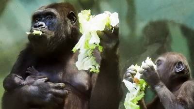Коронавирус обнаружен у восьми горилл из зоопарка в Сан-Диего