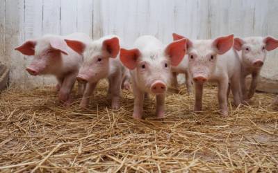 Трансплантацию органов от ГМО-свиней людям начнут в 2022 году