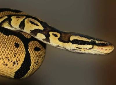 Ученые обнаружили неизвестный ранее новый способ передвижения змей