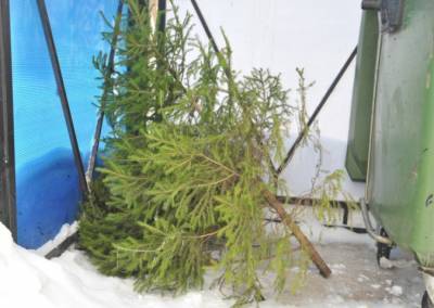 Жителей Тверской области попросили не выбрасывать елки в мусорные контейнеры