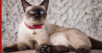 Хозяйка сиамской кошки узнала, что она плачет в одиночестве: видео