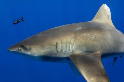 В Тихом океане нашли акулу, атакованную неизвестным видом гигантского кальмара