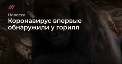 Коронавирус впервые обнаружили у горилл