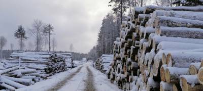 Жители Пудожского района Карелии требуют остановить варварскую рубку леса