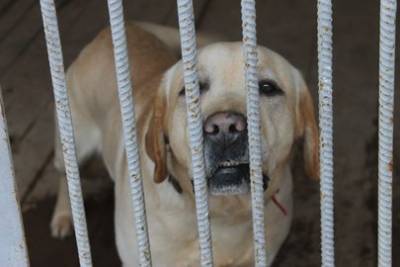 Жительница Башкирии, сына которой покусал соседский пёс, требует с владельца собаки компенсацию морального вреда