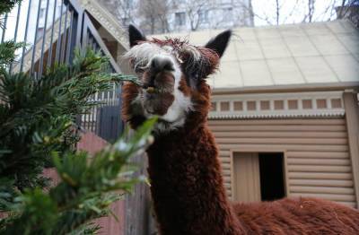 Московский зоопарк запустил акцию по сбору елок и сосен для животных