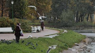 В Петербурге модернизируют пространство оранжерей Таврического сада