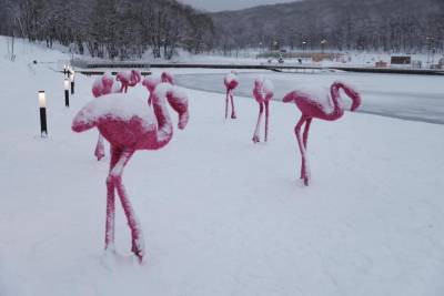 Розовые фламинго поселились на Комсомольском озере в Ставрополе