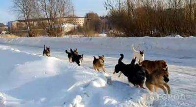 Стая из 10 собак бродит по Шумерле: "Страшно за себя и детей"