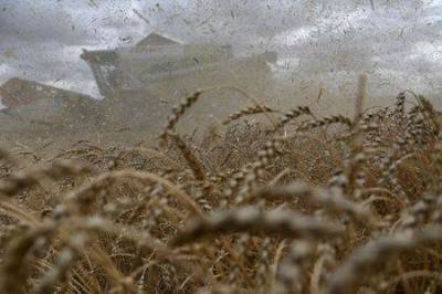 Минэкономразвития РФ в конце недели обсудит изменение экспортных пошлин на пшеницу - ведомство