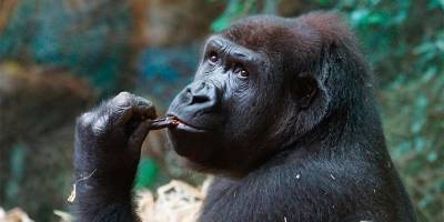 Две гориллы из зоопарка Сан-Диего заразились коронавирусом