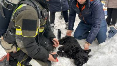 Спасатели реанимировали двух собак после пожара в Москве.