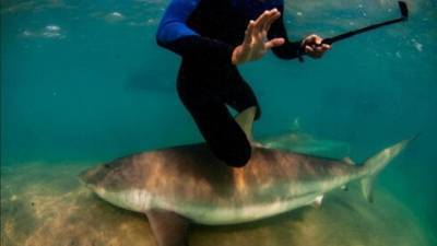 Новое опасное увлечение в Израиле: дайверы катаются на акулах возле Хадеры