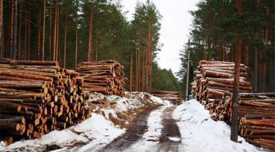 Удмуртия экспортировала за пределы России 145 тыс. кубометров леса в 2020 году