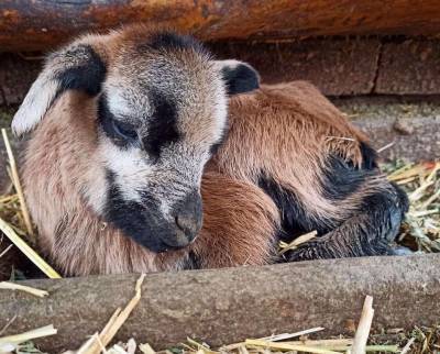 В Одесском зоопарке родились камерунские овцы