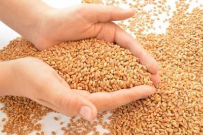 Суммарный оборот торгов по фьючерсами на пшеницу составил около 11 млн рублей