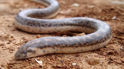 Ученые определили неизвестный ранее способ передвижения змей