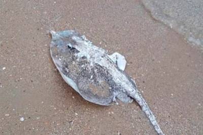 Мёртвых скатов с порезами обнаружили на берегу Чёрного моря