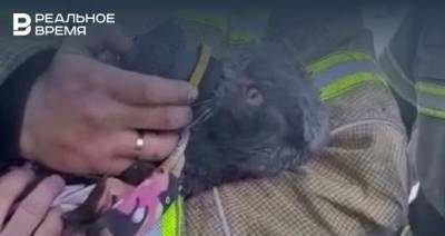 В татарстанском поселке Васильево спасатели «откачали» кота, пострадавшего на пожаре