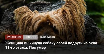 Женщина выкинула собаку своей подруги из окна 11-го этажа. Пес умер - kubnews.ru - Сочи - Московская обл.