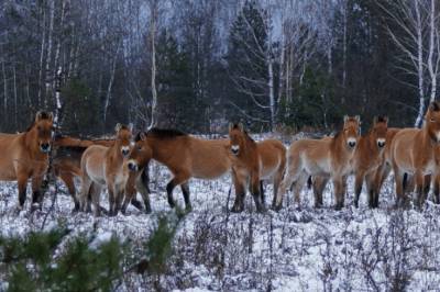 В Чернобыле заметили табун исчезающих лошадей Пржевальского: удивительные снимки