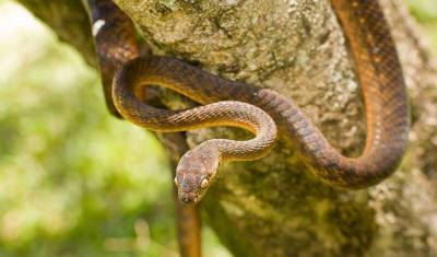 Змея на выдумки хитра: ученые открыли новый вид передвижения у пресмыкающихся
