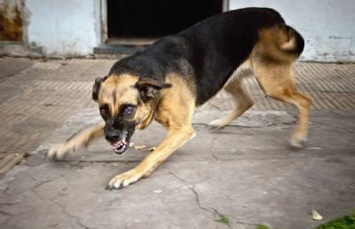 В Смоленске произошло очередное нападение стаи собак – соцсети