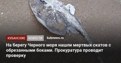 На берегу Черного моря нашли мертвых скатов с обрезанными боками. Прокуратура проводит проверку