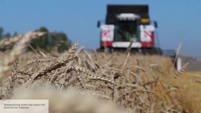 Bloomberg: пшеничные планы России напугали рынок