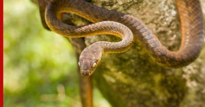 Тихоокеанская змея научилась завязывать себя в лассо: видео