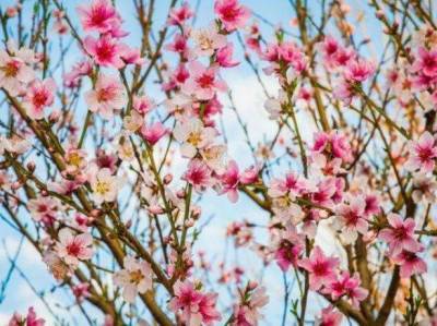 Как цветет персик, где растет, сроки цветения, описание цветка