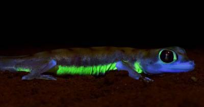 Исследователи обнаружили гекконов, святящихся неоново-зеленым цветом (фото)