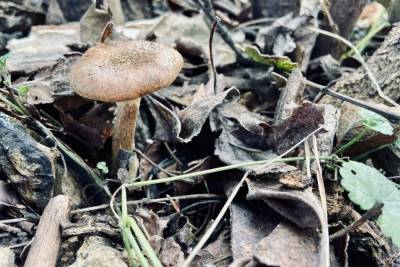 Туляки рассказали, какие грибы собирают зимой