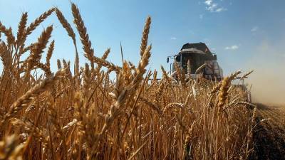 Минсельхоз США назвал рекордным урожай пшеницы в России за 2020 год