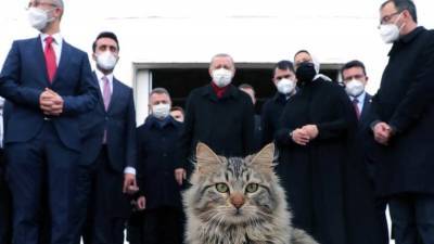 Эрдоган показал подписчикам в Telegram фото с котом