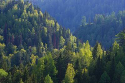 В ООН рассказали, сколько миллионов гектар леса исчезло с планеты за последние 30 лет