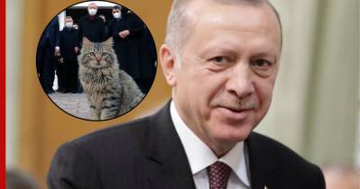 Эрдоган завел канал в Telegram и поделился фотографией кота