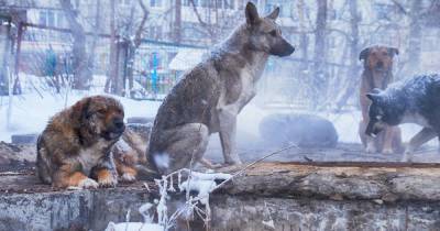 Генпрокуратуру попросят проверить случаи расправ над собаками в России