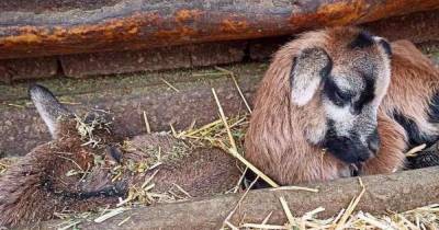 Первые детеныши 2021-го года: в Одесском зоопарке родились камерунские овцы