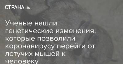 Ученые нашли генетические изменения, которые позволили коронавирусу перейти от летучих мышей к человеку