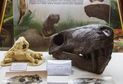 В СПбГУ сделали 3D-модели черепов древних ящеров