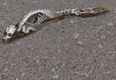 В Антарктиде нашли скелет неизвестного существа (фото, видео)
