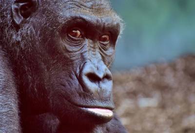 Учёные встали на защиту горилл, заразившихся COVID-19