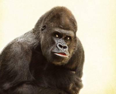 Российские ученые призвали не убивать горилл из-за их заражения COVID-19