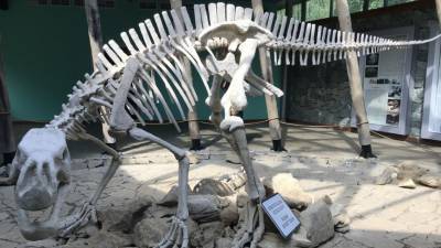 В Китае обнаружили более 240 следов динозавров возрастом 80 миллионов лет