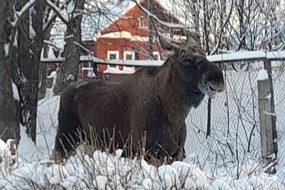 Нежданный гость: в одну из школ в Ивановской области заглянула лосиха